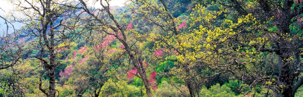 Trees in springtime California USA Canvas Art - Panoramic Images (36 x 12)