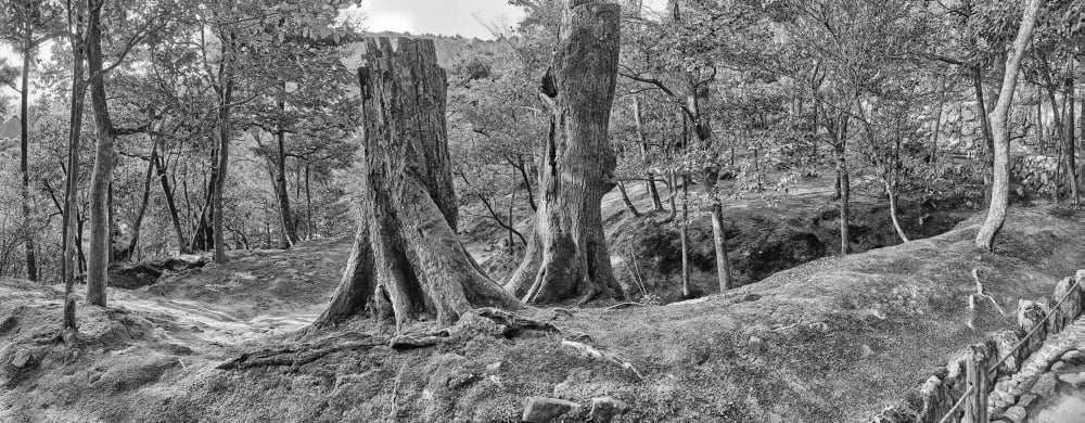 Trees in temple garden Ginkaku-ji (Temple of the Silver Pavilion) Kyoto Kyoto Prefecture Japan Canvas Art - Panoramic Images (36 x 12)
