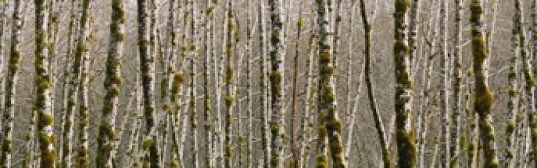 Trees in the forest Red Alder Tree Olympic National Park Washington State USA Canvas Art - Panoramic Images (18 x 6)