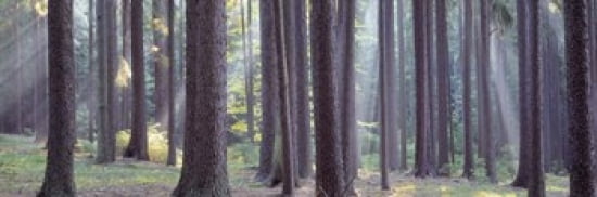 Trees in the forest South Bohemia Czech Republic Canvas Art - Panoramic Images (36 x 12)