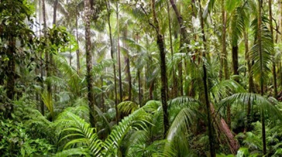 Trees in tropical rainforest Eungella National Park Mackay Queensland Australia Canvas Art - Panoramic Images (36 x 21)