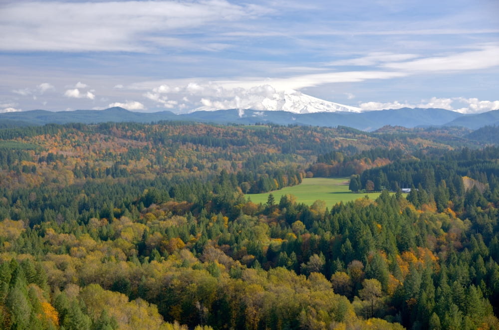 Trees on a landscape with mountain in the background Mt Hood Jonsrud Viewpoint Sandy Clackamas County Oregon USA Canvas Art - Panoramic Images (18 x 24)