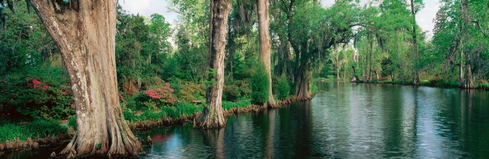 Trees lining a river North Carolina Canvas Art - Panoramic Images (27 x 9)