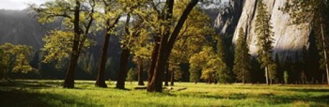Trees near the El Capitan Yosemite National Park California USA Canvas Art - Panoramic Images (18 x 6)