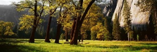 Trees near the El Capitan Yosemite National Park California USA Canvas Art - Panoramic Images (36 x 12)