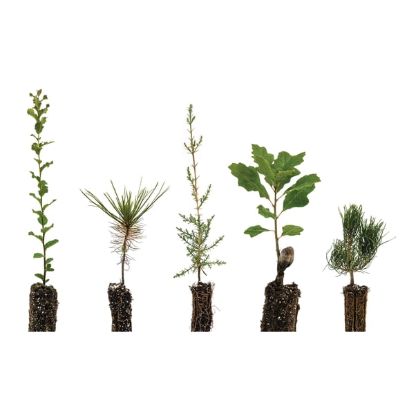 Trees of Wine Country | Collection of 5 Tree Seedlings | The Jonsteen Company