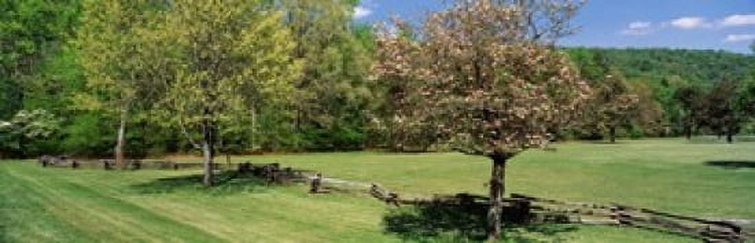 Trees on a field Davidson River Campground Pisgah National Forest Brevard North Carolina USA Canvas Art - Panoramic Images (18 x 6)