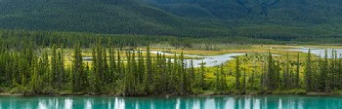 Trees on a hill Bow Valley Parkway Banff National Park Alberta Canada Canvas Art - Panoramic Images (18 x 6)