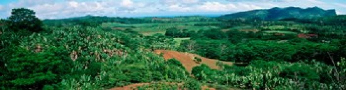 Trees on a hill Chamarel Mauritius Island Mauritius Canvas Art - Panoramic Images (20 x 5)