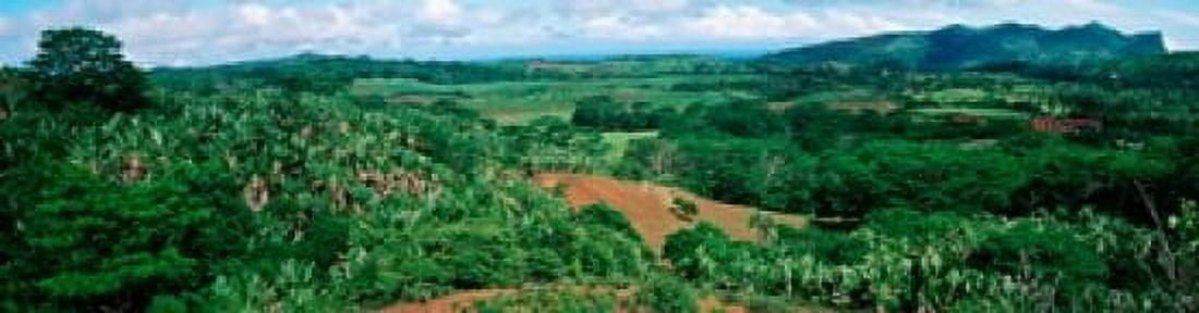 Trees on a hill Chamarel Mauritius Island Mauritius Canvas Art - Panoramic Images (40 x 10)