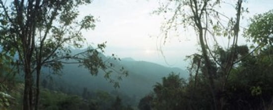 Trees on a hill Chiang Mai Thailand Canvas Art - Panoramic Images (30 x 12)