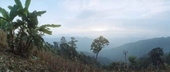 Trees on a hill Chiang Mai Thailand Canvas Art - Panoramic Images (30 x 13)