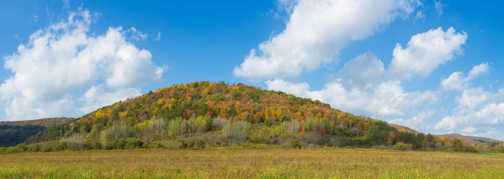 Trees on a hill Humphrey Road Cattaraugus County New York State USA Canvas Art - Panoramic Images (27 x 9)