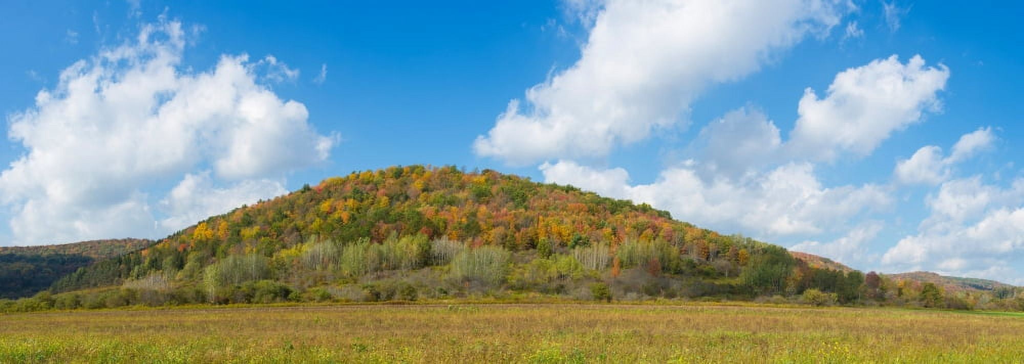 Trees on a hill Humphrey Road Cattaraugus County New York State USA Canvas Art - Panoramic Images (36 x 12)