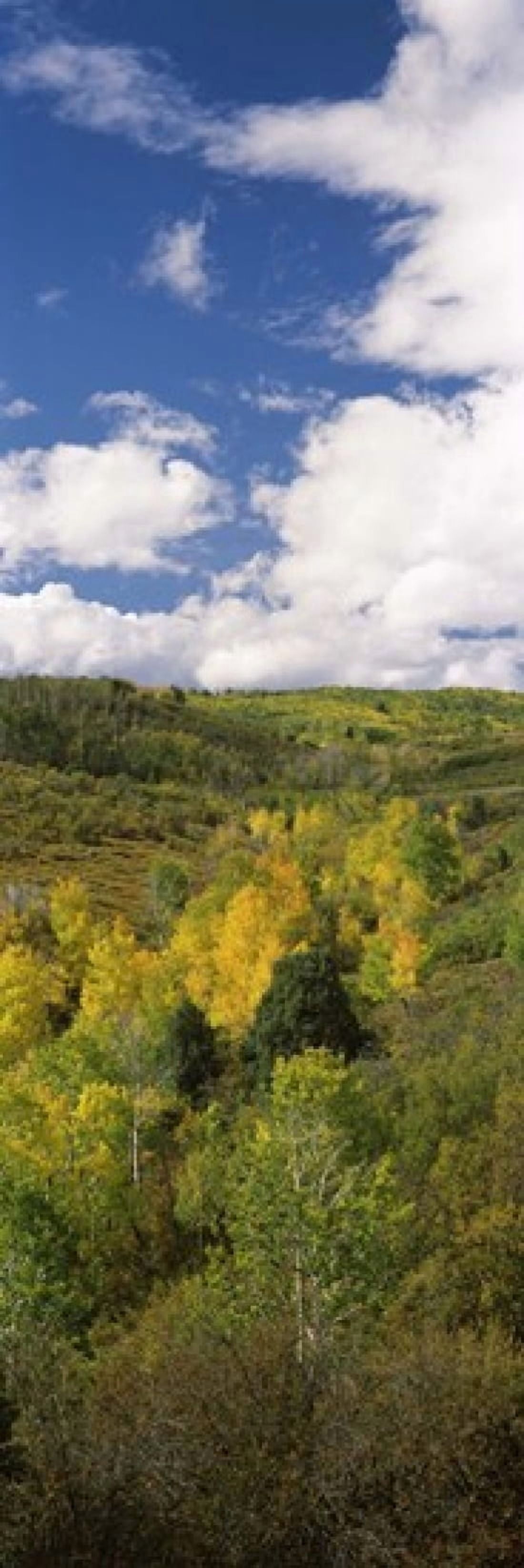 Trees on a hill Last Dollar Road State Highway 62 Colorado USA Canvas Art - Panoramic Images (18 x 6)