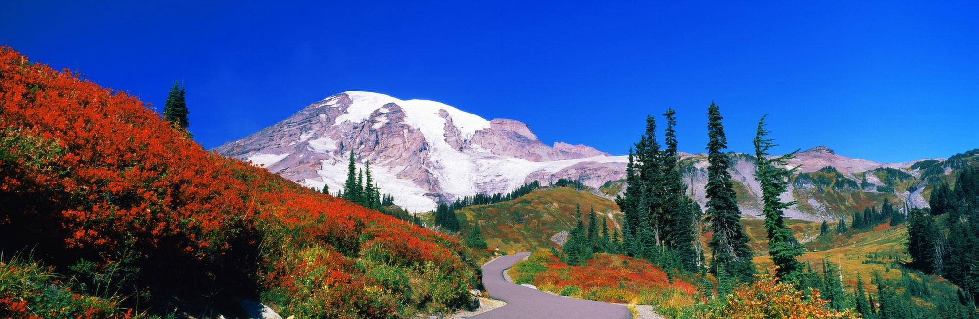 Trees on a hill Mt Rainier Mount Rainier National Park Pierce County Washington State USA Canvas Art - Panoramic Images (27 x 9)