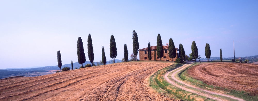 Trees on a hill Pienza Siena Province Tuscany Italy Canvas Art - Panoramic Images (27 x 9)