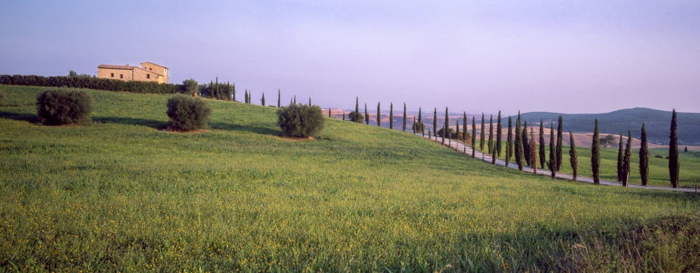 Trees on a hill Pienza Siena Province Tuscany Italy Canvas Art - Panoramic Images (36 x 12)