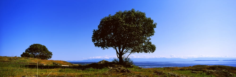 Trees on a hill San Juan Islands San Juan County Washington State USA Canvas Art - Panoramic Images (27 x 9)