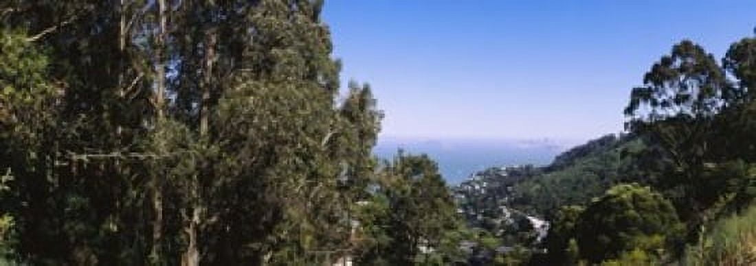 Trees on a hill Sausalito San Francisco Bay Marin County California USA Canvas Art - Panoramic Images (18 x 7)