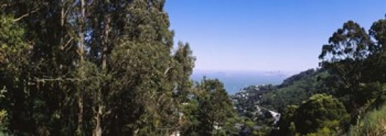 Trees on a hill Sausalito San Francisco Bay Marin County California USA Canvas Art - Panoramic Images (36 x 13)