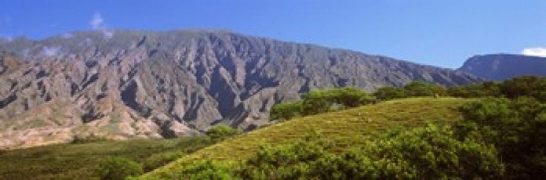 Trees on a hill near Haleakala Crater Maui Hawaii USA Canvas Art - Panoramic Images (36 x 12)