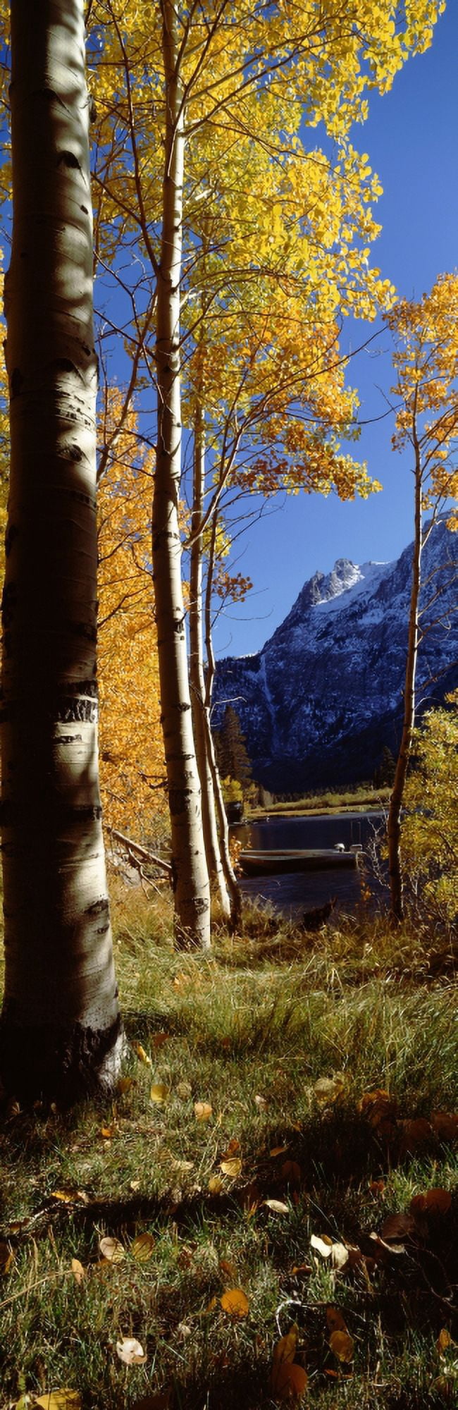 Trees on a lakeside Silver Lake Mono County California USA Canvas Art - Panoramic Images (27 x 9)