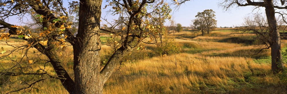 Trees on a landscape Canvas Art - Panoramic Images (27 x 9)