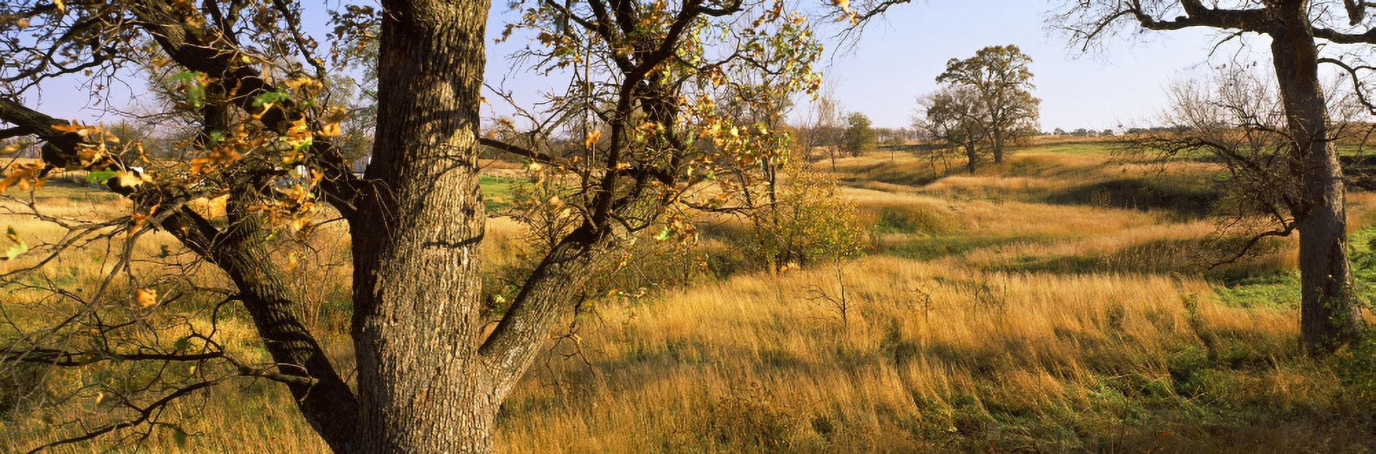 Trees on a landscape Canvas Art - Panoramic Images (36 x 12)
