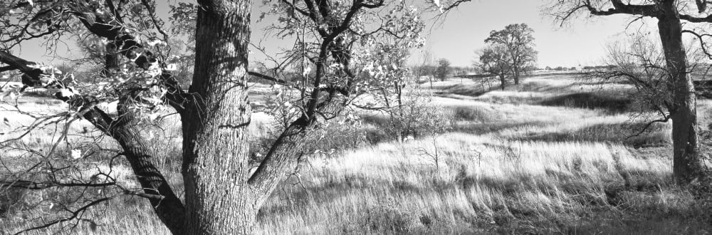 Trees on a landscape Canvas Art - Panoramic Images (36 x 12)