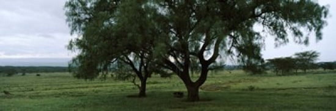 Trees on a landscape Lake Nakuru National Park Great Rift Valley Kenya Canvas Art - Panoramic Images (18 x 6)