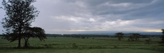 Trees on a landscape Lake Nakuru National Park Great Rift Valley Kenya Canvas Art - Panoramic Images (36 x 12)