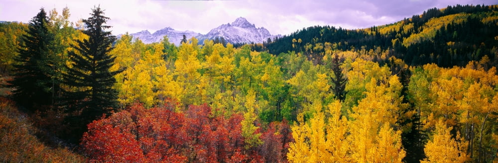 Trees on a landscape San Juan Mountains Colorado USA Canvas Art - Panoramic Images (27 x 9)