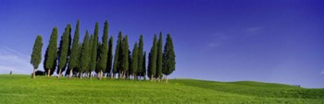 Trees on a landscape Val DOrcia Siena Province Tuscany Italy Canvas Art - Panoramic Images (18 x 6)