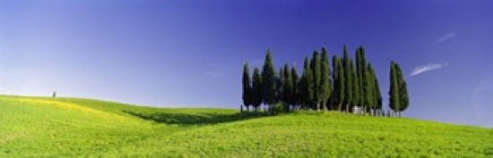 Trees on a landscape Val DOrcia Siena Province Tuscany Italy Canvas Art - Panoramic Images (36 x 12)
