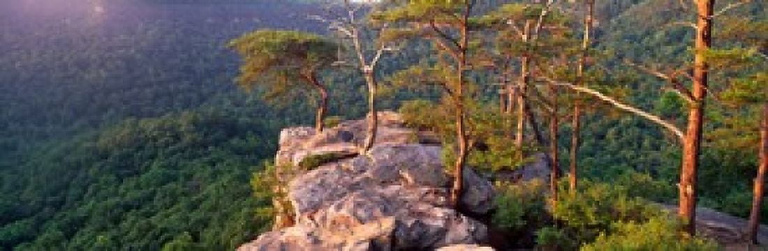 Trees on a mountain Buzzards Roost Fall Creek Falls State Park Pikeville Bledsoe County Tennessee USA Canvas Art - Panoramic Images (18 x 6)