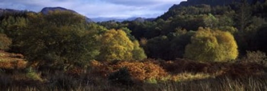 Trees on a mountain Glen Carron Highlands Region Inverness-Shire Scotland Canvas Art - Panoramic Images (36 x 13)