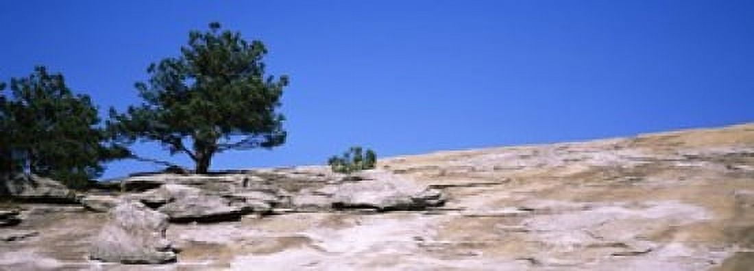 Trees on a mountain Stone Mountain Atlanta Fulton County Georgia USA Canvas Art - Panoramic Images (18 x 7)