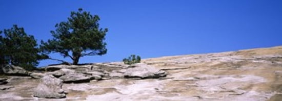 Trees on a mountain Stone Mountain Atlanta Fulton County Georgia USA Canvas Art - Panoramic Images (36 x 13)