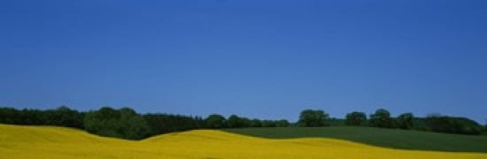 Trees on a rape field Germany Canvas Art - Panoramic Images (36 x 12)