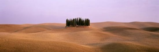 Trees on a rolling landscape Tuscany Italy Canvas Art - Panoramic Images (36 x 12)
