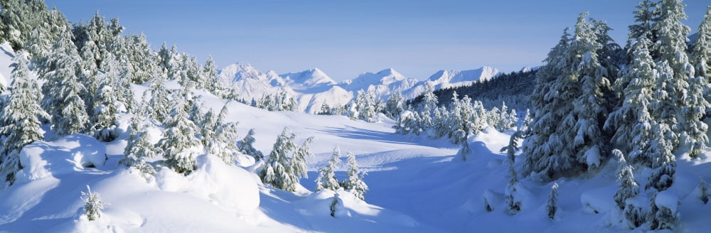 Trees on a snow covered landscape Chugach Mountains Alaska USA Canvas Art - Panoramic Images (27 x 9)