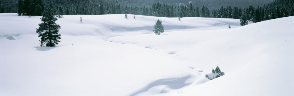 Trees on a snow covered landscape Gallatin National Forest Park County Montana USA Canvas Art - Panoramic Images (6 x 18)