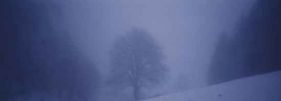 Trees on a snow covered landscape Schauinsland Germany Canvas Art - Panoramic Images (36 x 13)
