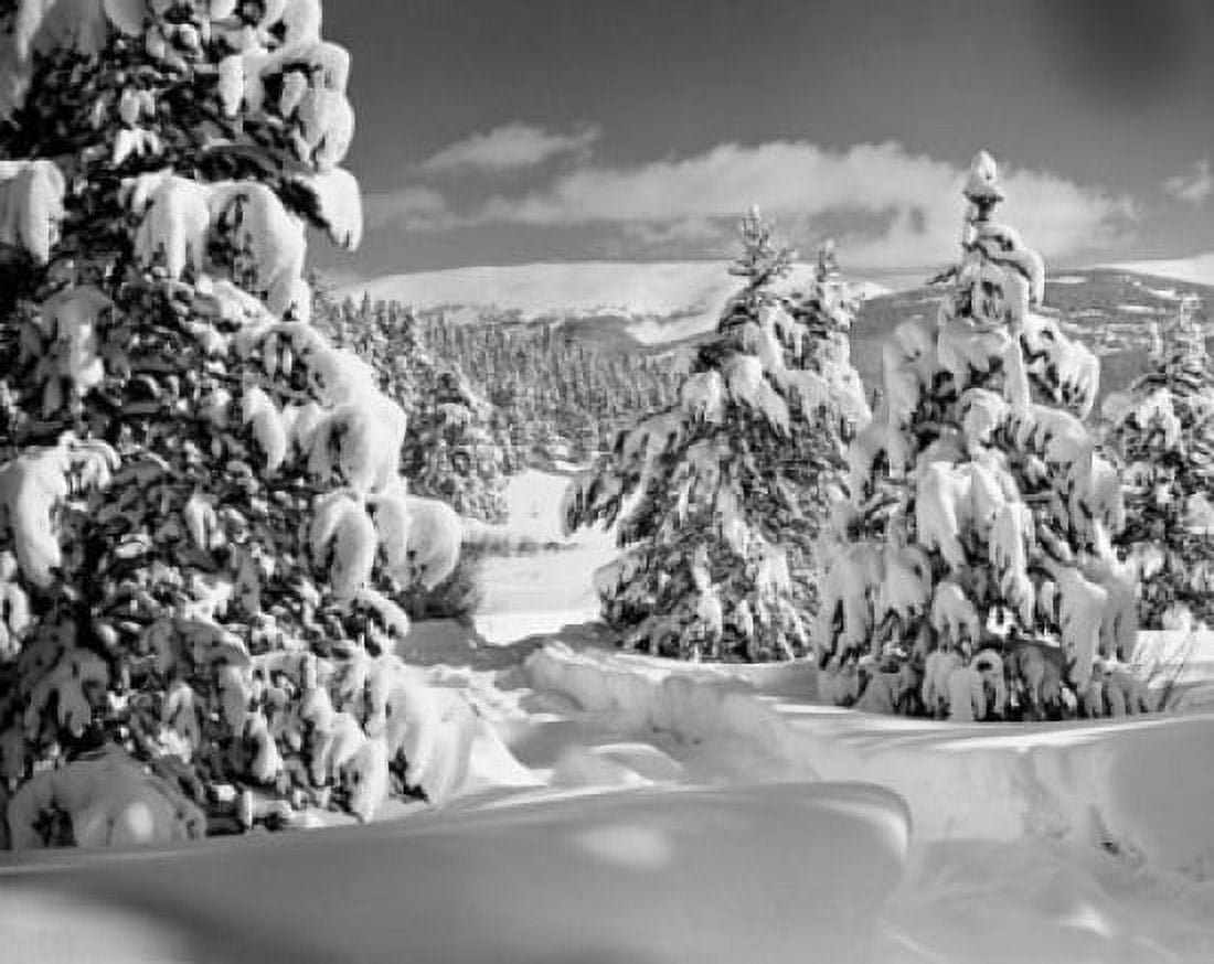 Trees on a snow covered landscape Tennessee Pass Colorado USA Canvas Art - (24 x 36)