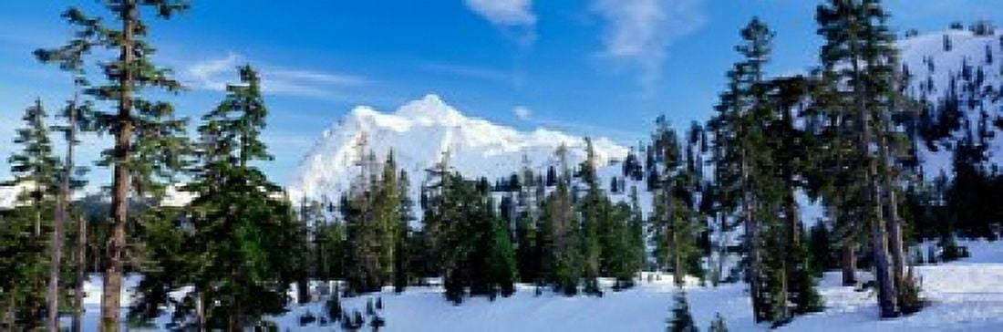 Trees on a snow covered mountain Mt Shuksan Mt Baker-Snoqualmie National Forest Washington State USA Canvas Art - Panoramic Images (18 x 6)