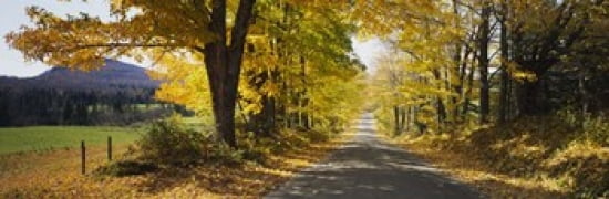 Trees on both sides of a road Danby Vermont USA Canvas Art - Panoramic Images (36 x 12)