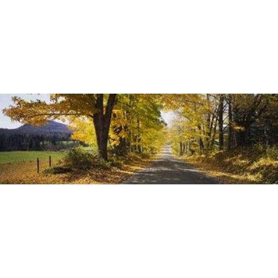 Trees on both sides of a road, Danby, Vermont, USA Poster Print (18 x 6)