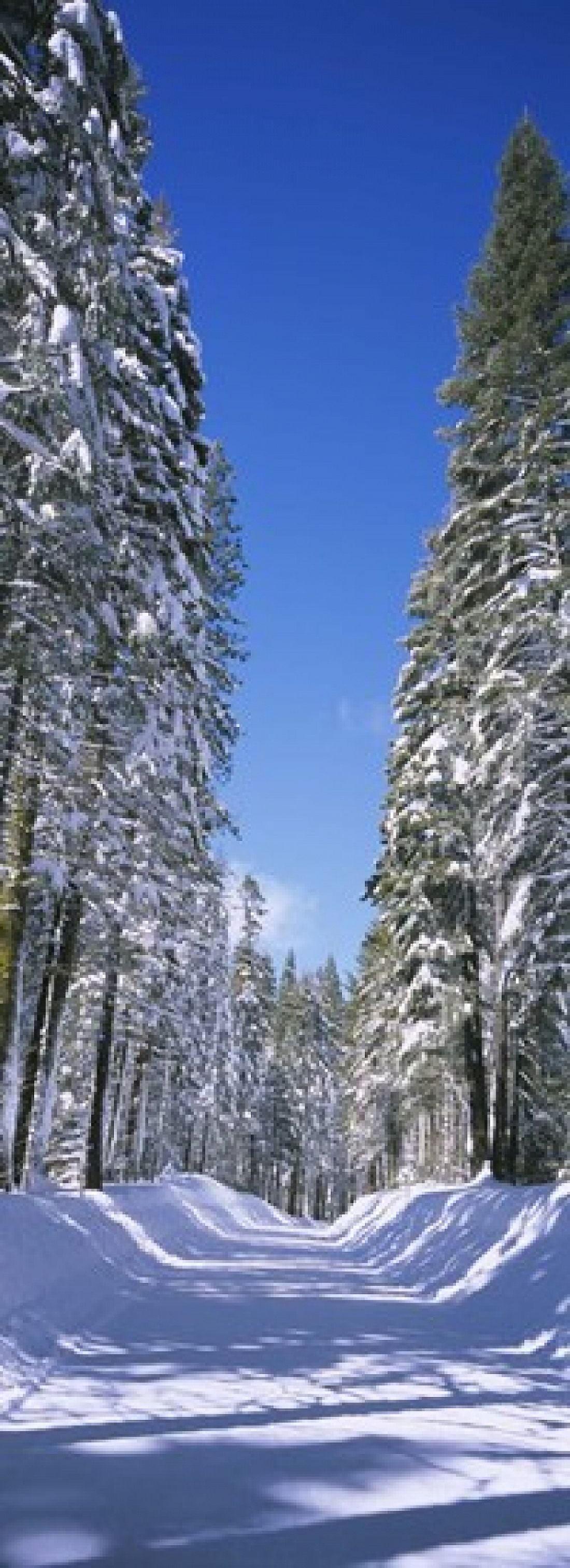 Trees on both sides of a snow covered road Crane Flat Yosemite National Park California USA Canvas Art - Panoramic Images (18 x 7)