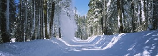 Trees on both sides of a snow covered road Crane Flat Yosemite National Park California USA Canvas Art - Panoramic Images (36 x 13)